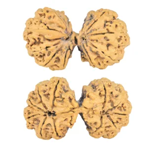 11 MK Gaurishankar 42.9mm 7.36gm - Rudraksha