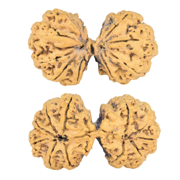 11 MK Gaurishankar 42.9mm 7.36gm - Rudraksha