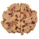 1MK(Underdeveloped) 24.2mm 4.29gm - Rudraksha