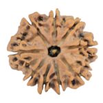 9 Mukhi Rudraksha 25.4mm 4gm - Rudraksha
