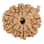 9 Mukhi Ganesh 21.8mm 3.64gm - Rudraksha