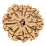 9 Mukhi Rudraksha 25.5mm 3.84gm - Rudraksha
