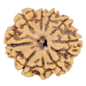 9 Mukhi Rudraksha 25.5mm 3.84gm - Rudraksha