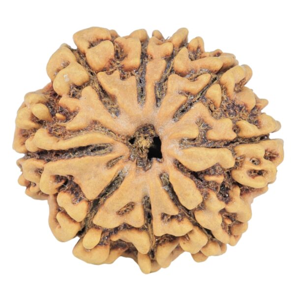 9 Mukhi Rudraksha 25.5mm 3.84gm - Rudraksha