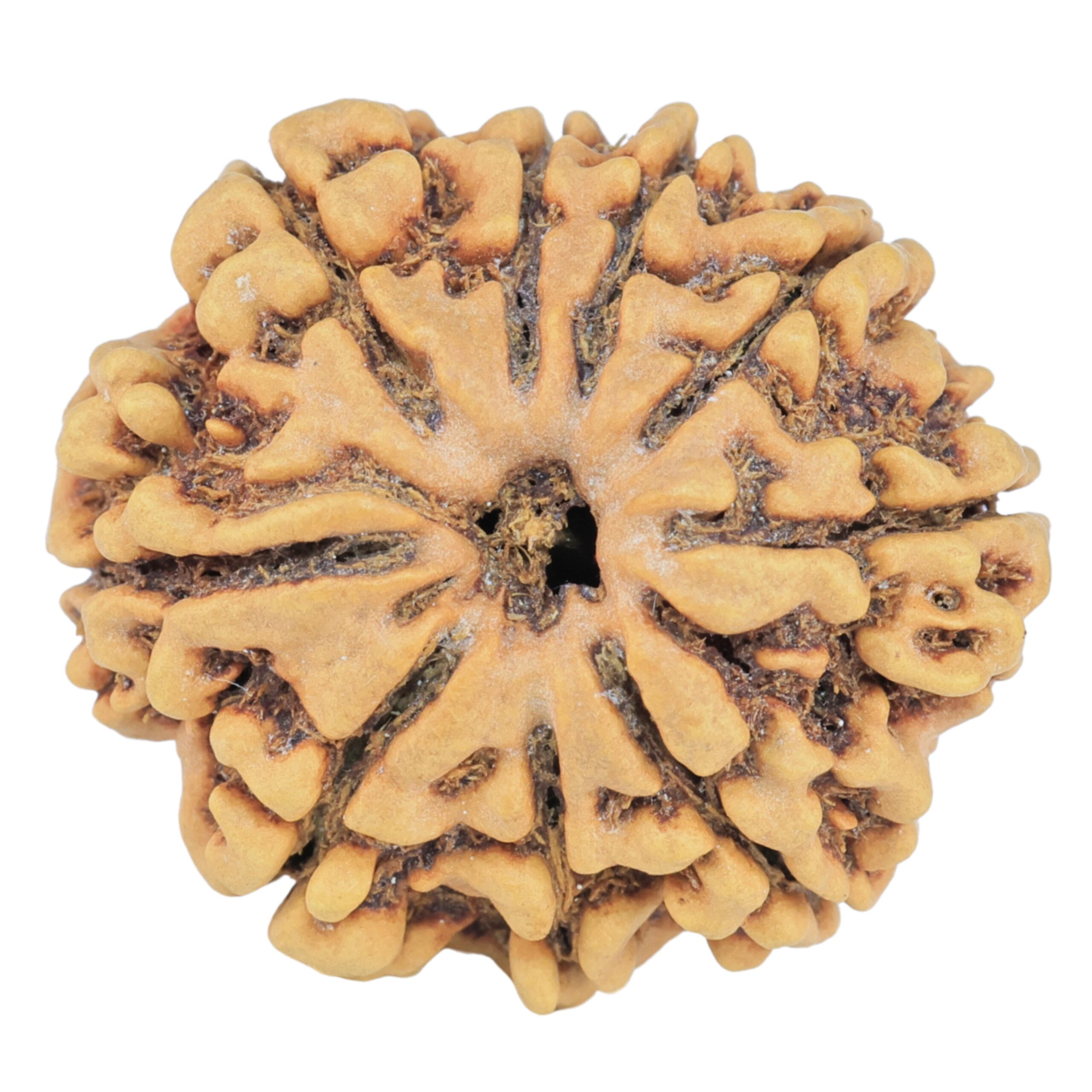 9 Mukhi Rudraksha 25.5mm 3.84gm - Rudraksha