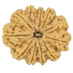 11 Mukhi Rudraksha 37.4mm 11.12gm - Rudraksha