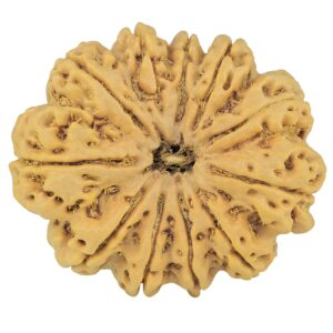 11 Mukhi Rudraksha 37.4mm 11.12gm - Rudraksha