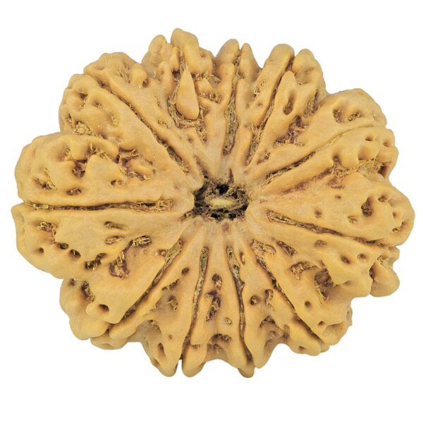 11 Mukhi Rudraksha 37.4mm 11.12gm - Rudraksha