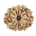 12 Mukhi Rudraksha 26mm 4.18gm - Rudraksha