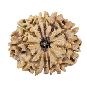 12 Mukhi Rudraksha 26mm 4.18gm - Rudraksha