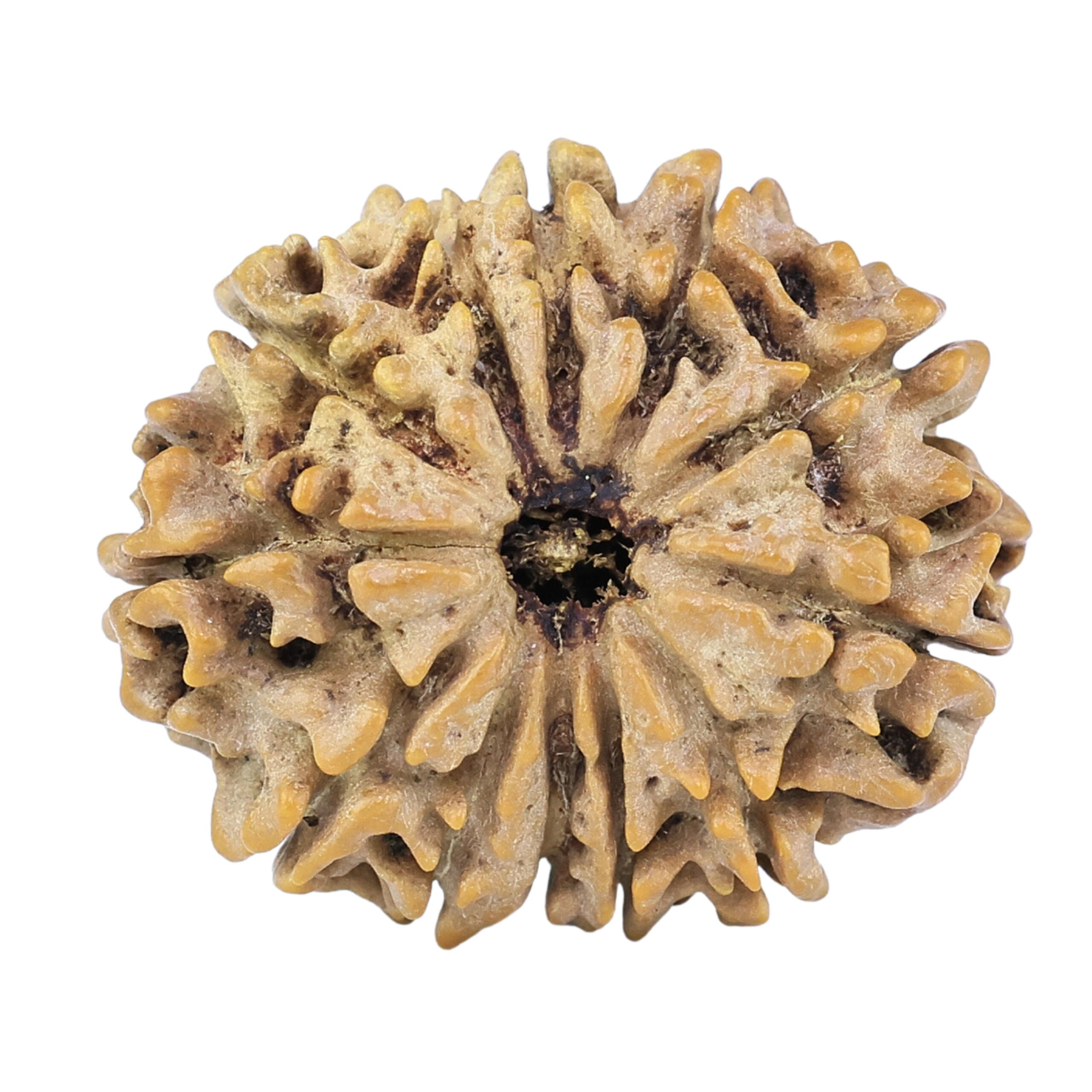 12 Mukhi Rudraksha 26mm 4.18gm - Rudraksha