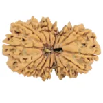 16 MK Gaurishankar 34.8mm 5.92gm - Rudraksha