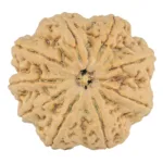 9 Mukhi Rudraksha 33.5mm 9.42gm - Rudraksha