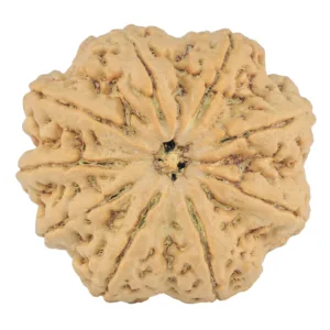9 Mukhi Rudraksha 33.5mm 9.42gm - Rudraksha