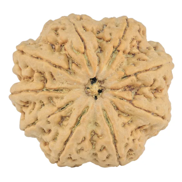 9 Mukhi Rudraksha 33.5mm 9.42gm - Rudraksha