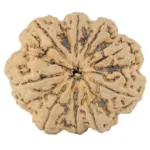 9 Mukhi Rudraksha 34.9mm 9.42gm - Rudraksha