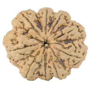 9 Mukhi Rudraksha 34.9mm 9.42gm - Rudraksha
