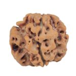 1MK(Underdeveloped) 23mm 4.18gm - Rudraksha
