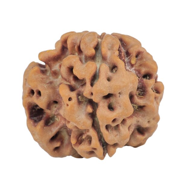 1MK(Underdeveloped) 23mm 4.18gm - Rudraksha