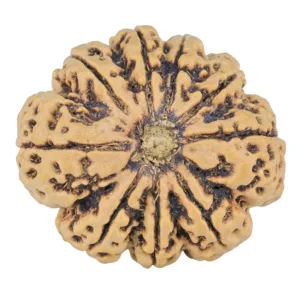 9 Mukhi Rudraksha 31mm 6.35gm - Rudraksha
