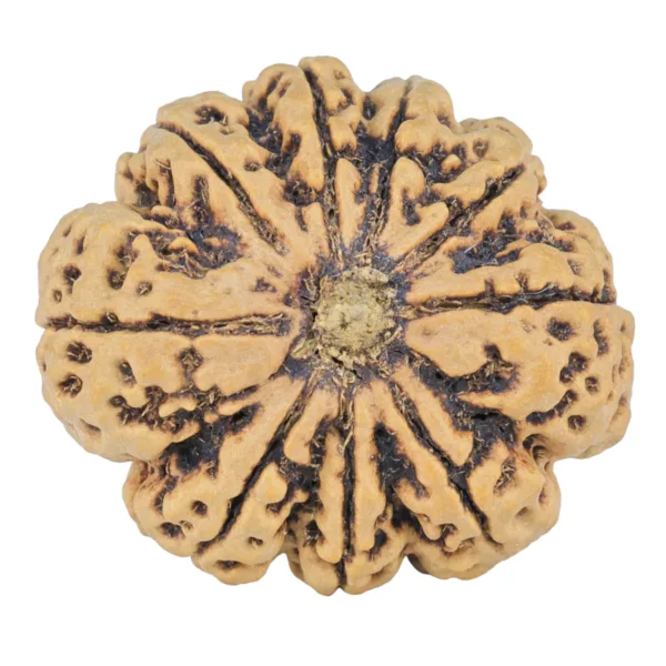 9 Mukhi Rudraksha 31mm 6.35gm - Rudraksha