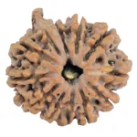 9 Mukhi Ganesh 23.6mm 3.47gm - Rudraksha