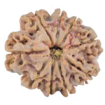 9 Mukhi Rudraksha 28.2mm 6.09gm - Rudraksha