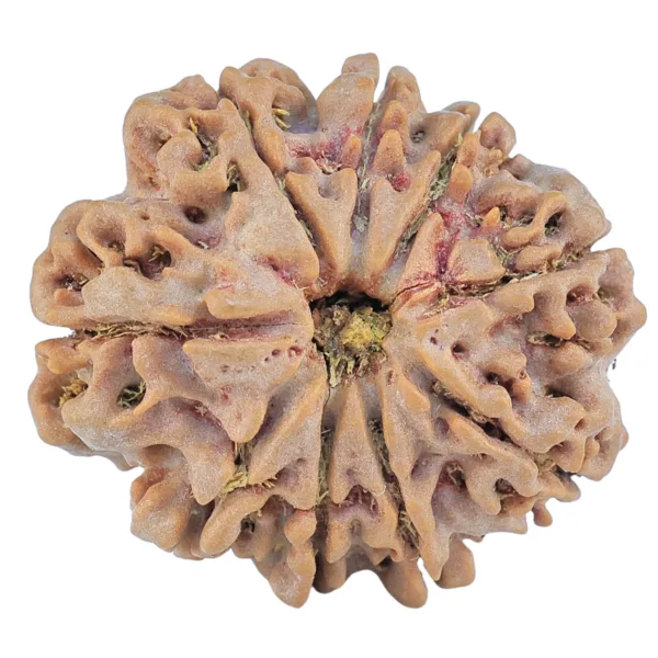 9 Mukhi Rudraksha 28.2mm 6.09gm - Rudraksha