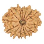 14 Mukhi Rudraksha 21.5mm 2.21gm - Rudraksha