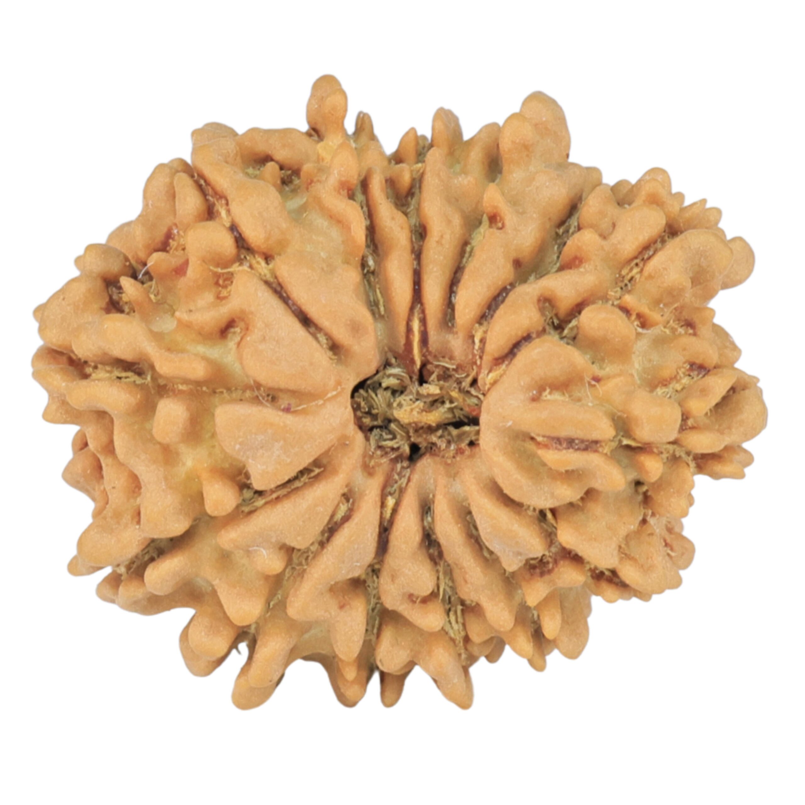14 Mukhi Rudraksha 21.5mm 2.21gm - Rudraksha