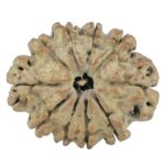 10 Mukhi Rudraksha 25.5mm 3.12gm - Rudraksha