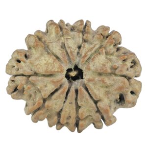 10 Mukhi Rudraksha 25.5mm 3.12gm - Rudraksha