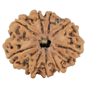 9 Mukhi Rudraksha 26.7mm 4.31gm - Rudraksha