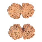 10 Mk Gaurishankar 35.9mm 6.94gm - Rudraksha