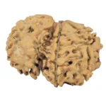 Sawar/Ganesh (5+1) 24.8mm 2.12gm - Rudraksha