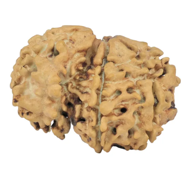 Sawar/Ganesh (5+1) 24.8mm 2.12gm - Rudraksha