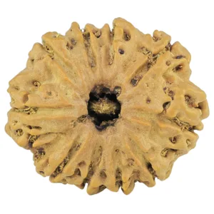 10 Mukhi Rudraksha 27.9mm 5.16gm - Rudraksha