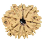 9 Mukhi Rudraksha 26.4mm 2.77gm - Rudraksha