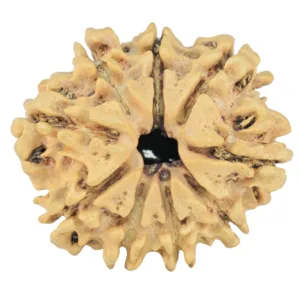 9 Mukhi Rudraksha 26.4mm 2.77gm - Rudraksha