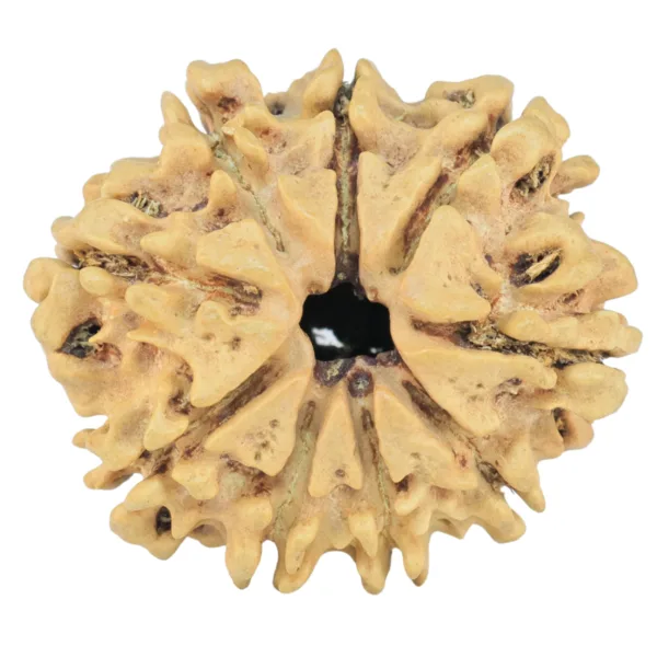 9 Mukhi Rudraksha 26.4mm 2.77gm - Rudraksha