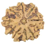 9 Mukhi Rudraksha 28.4mm 6gm - Rudraksha