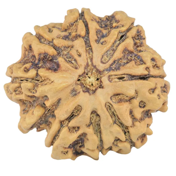9 Mukhi Rudraksha 28.4mm 6gm - Rudraksha