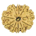 10 Mukhi Rudraksha 29.2mm 5.07gm - Rudraksha