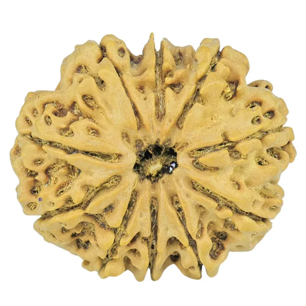 10 Mukhi Rudraksha 29.2mm 5.07gm - Rudraksha