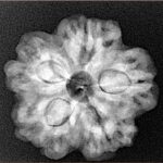 1MK(Underdeveloped) 23.9mm 4.59gm - Xray