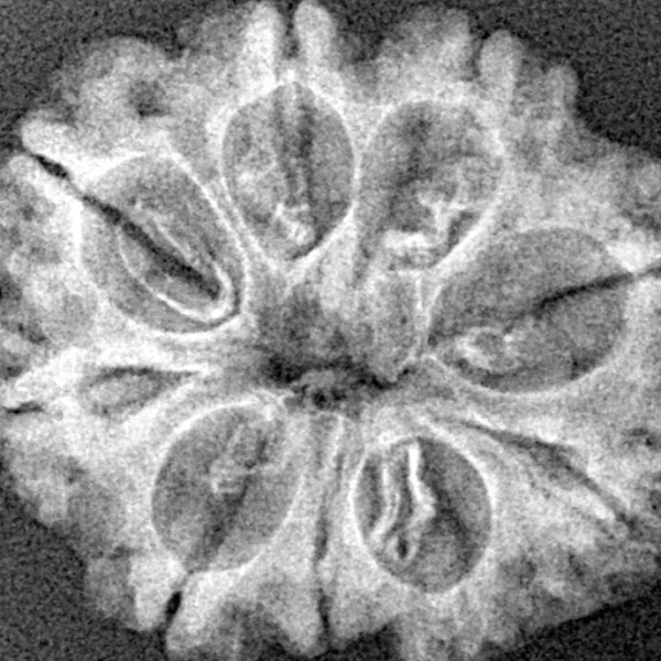 9 Mukhi Rudraksha 25mm 3.71gm - Xray