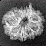 10 Mukhi Ganesh 23.8mm 2.77gm - Xray