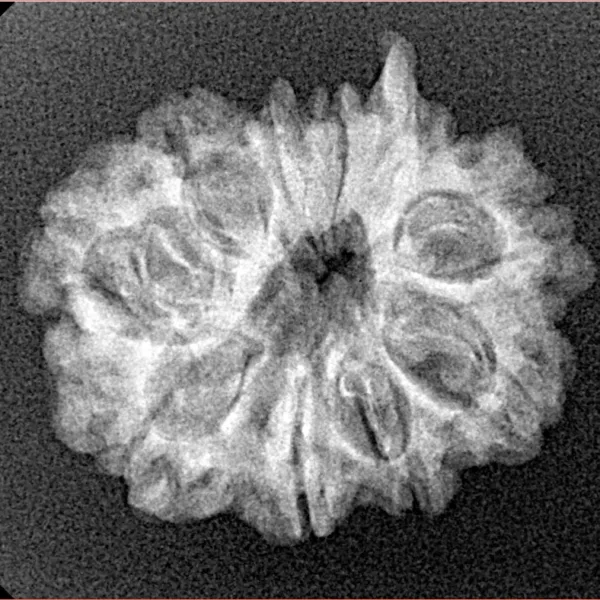 10 Mukhi Ganesh 23.8mm 2.77gm - Xray