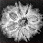 9 Mukhi Rudraksha 26.7mm 5.19gm - Xray