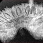 29 Mukhi Ganesh 38mm 6.61gm - Xray